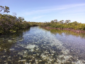 Leaf Cay, Exumas